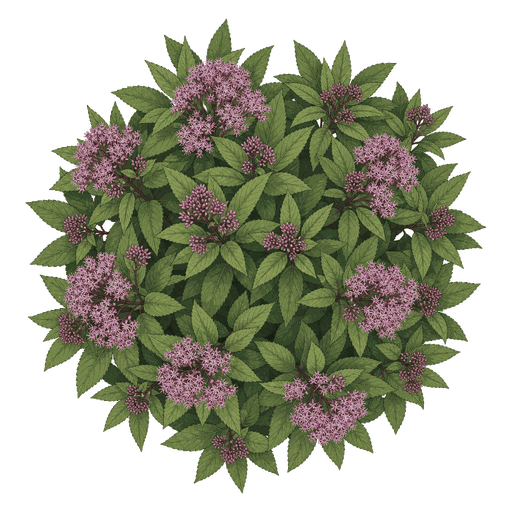 Illustration of Joe-Pye Weed
