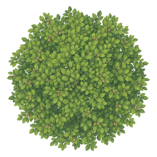 Illustration of American Beech
