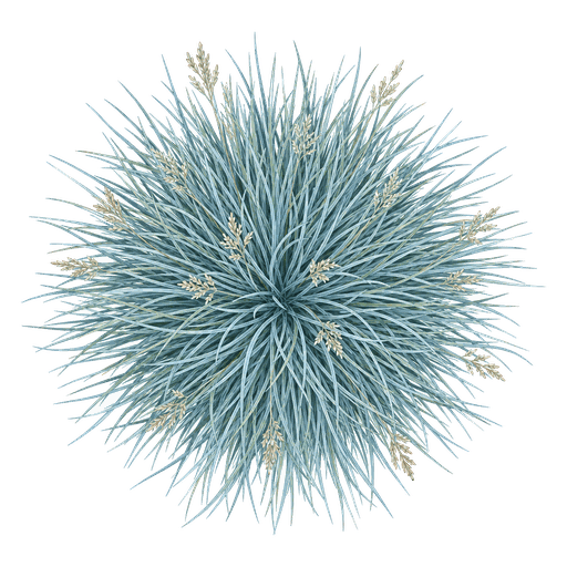 Illustration of Blue Fescue