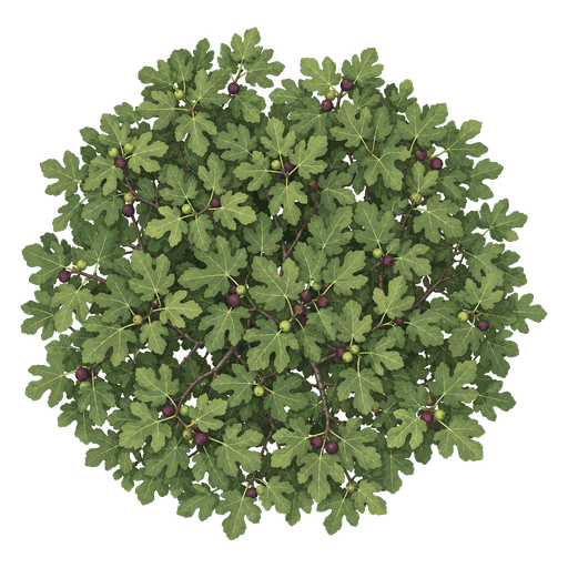 Illustration of Fig