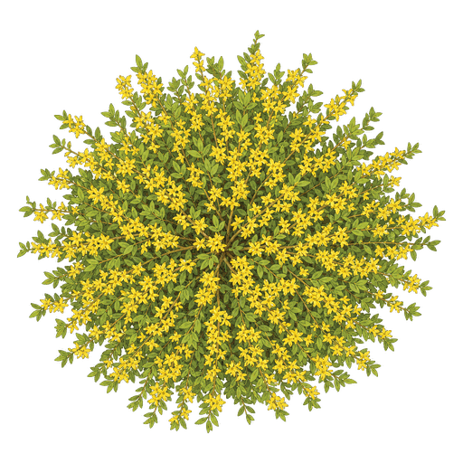 Illustration of Forsythia