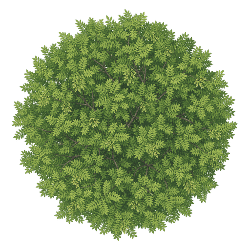 Illustration of Green Ash