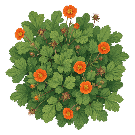 Illustration of Geum