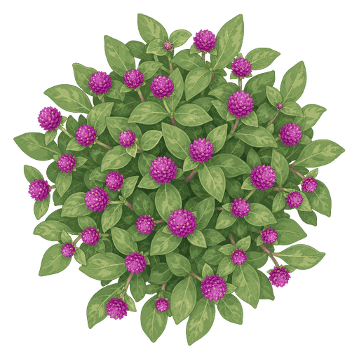 Illustration of Gomphrena