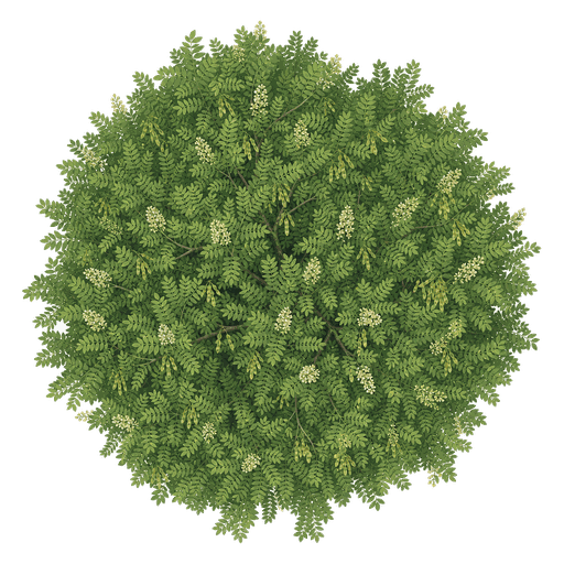 Illustration of Kentucky Coffeetree