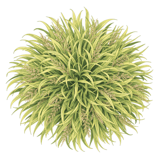 Illustration of Japanese Forest Grass