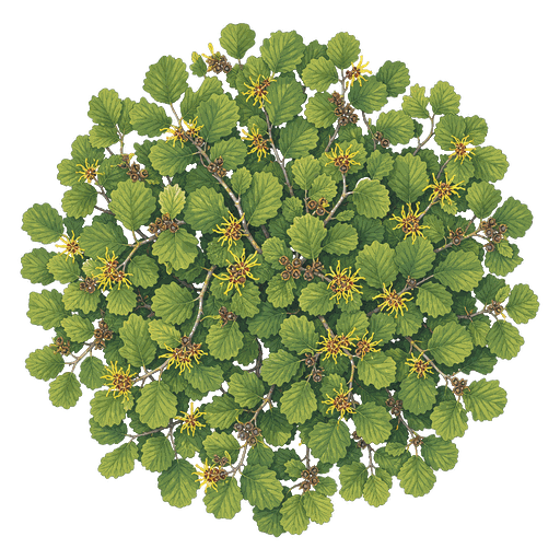 Illustration of Witch Hazel