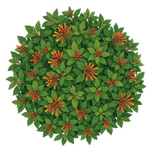 Illustration of Firebush
