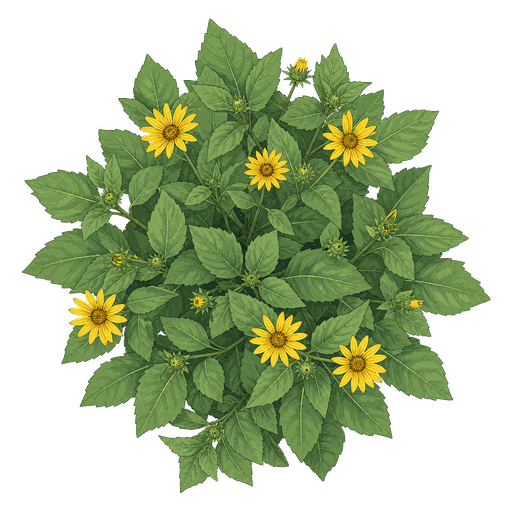 Illustration of Sunchoke
