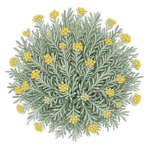 Illustration of Curry Plant