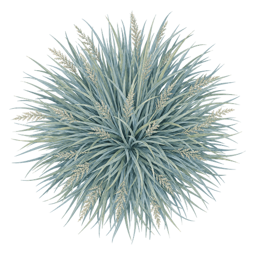 Illustration of Blue Oat Grass