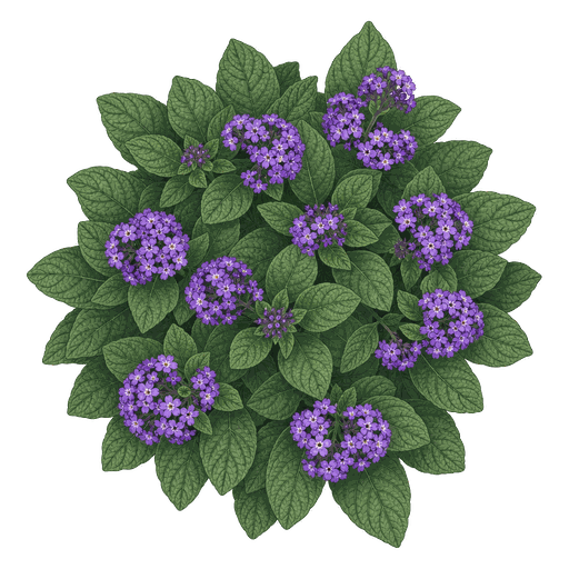 Illustration of Heliotrope