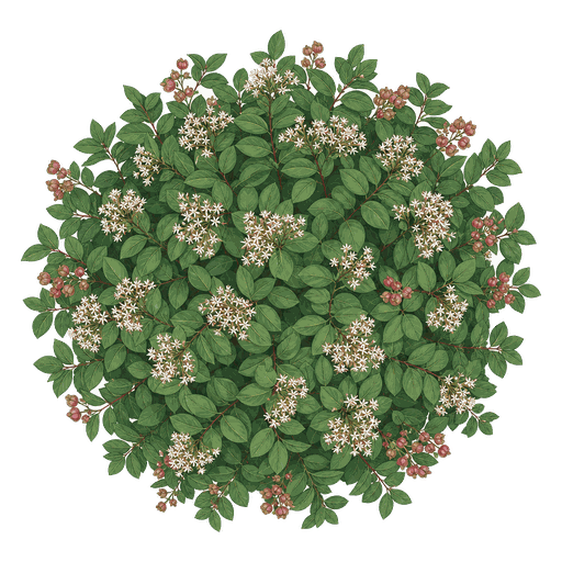 Illustration of Seven-Son Flower