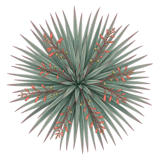 Illustration of Red Yucca