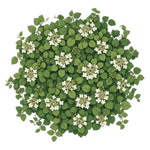 Illustration of Climbing Hydrangea