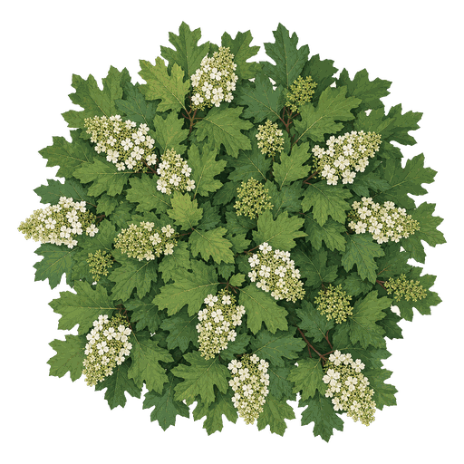 Illustration of Oakleaf Hydrangea