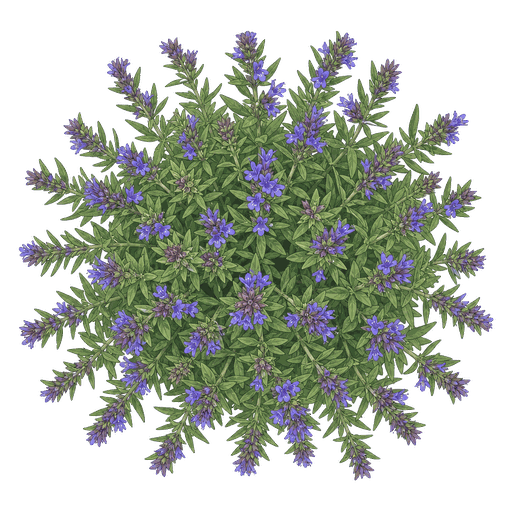 Illustration of Hyssop