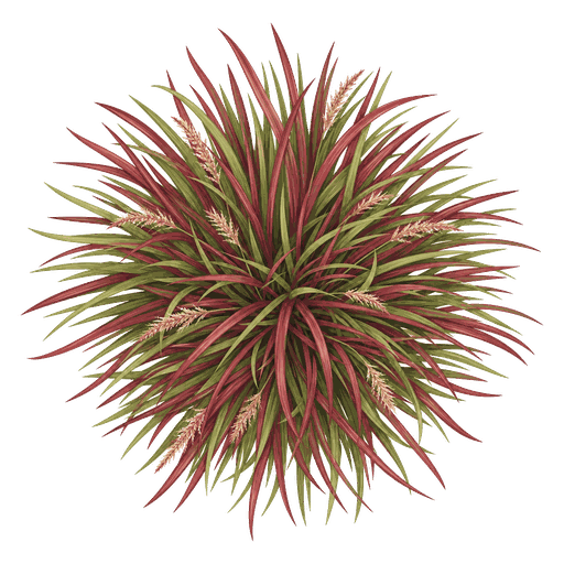Illustration of Japanese Blood Grass