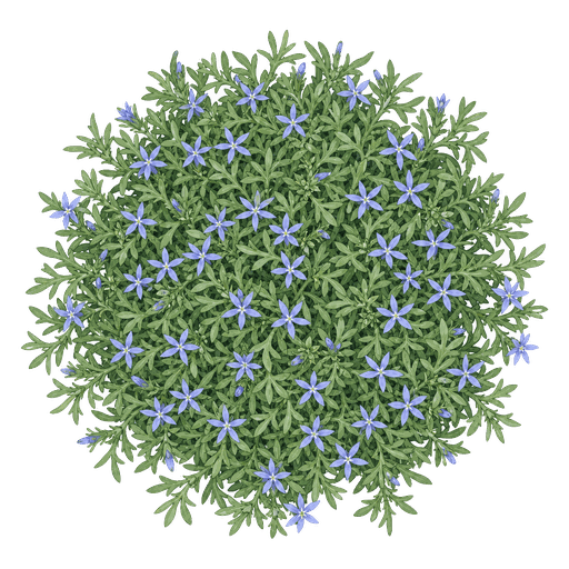 Illustration of Blue Star Creeper