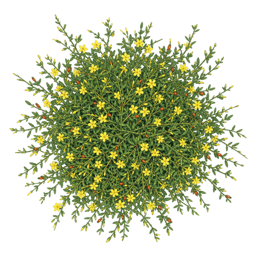 Illustration of Winter Jasmine