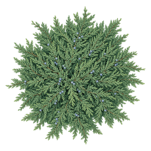 Illustration of Creeping Juniper