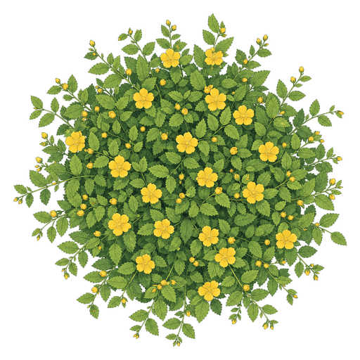 Illustration of Kerria (Japanese Rose)
