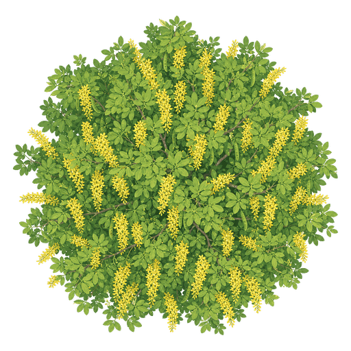Illustration of Golden Chain Tree