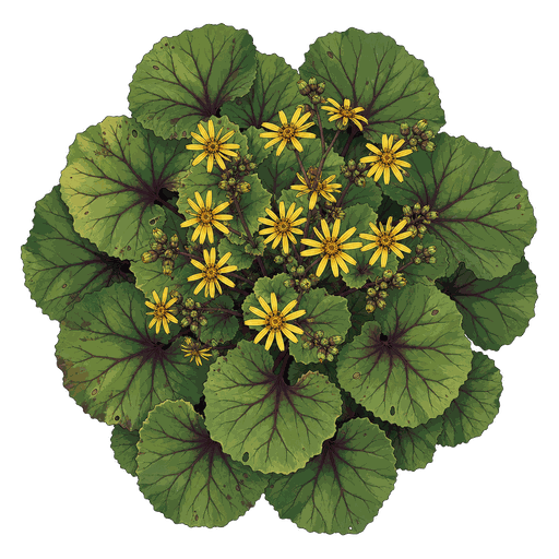 Illustration of Ligularia