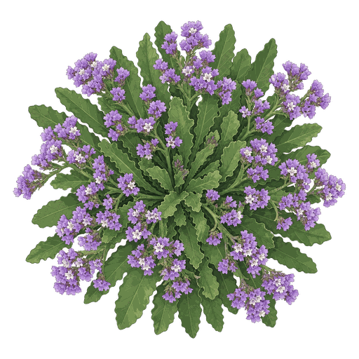 Illustration of Statice