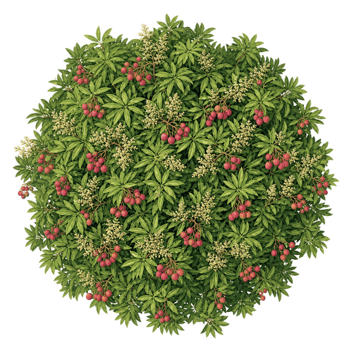 Illustration of Lychee