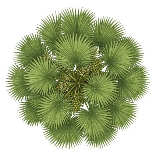 Illustration of Chinese Fan Palm