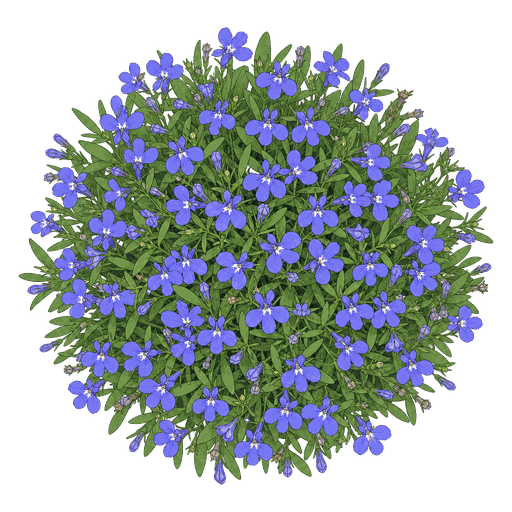 Illustration of Lobelia