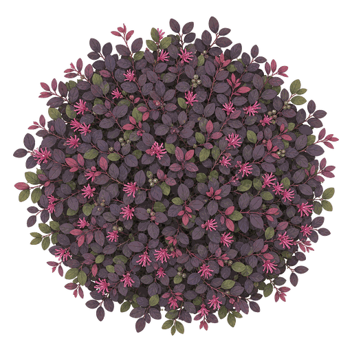 Illustration of Loropetalum (Chinese Fringe Flower)