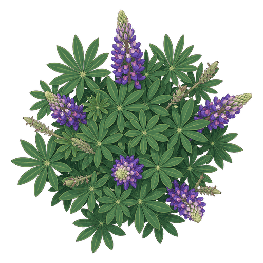 Illustration of Lupine