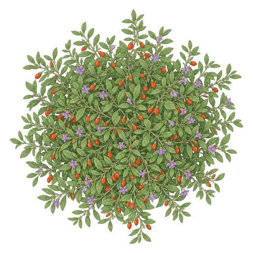 Illustration of Goji Berry