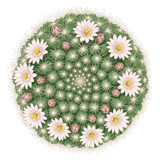 Illustration of Pincushion Cactus