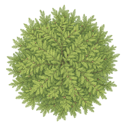 Illustration of Dawn Redwood