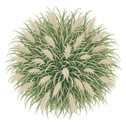 Illustration of Maiden Grass