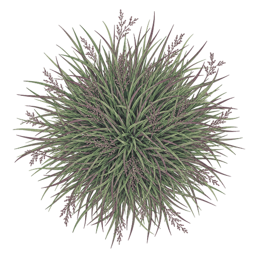 Illustration of Purple Moor Grass