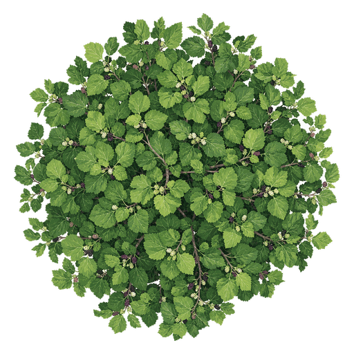 Illustration of White Mulberry