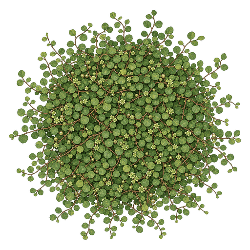 Illustration of Creeping Wire Vine