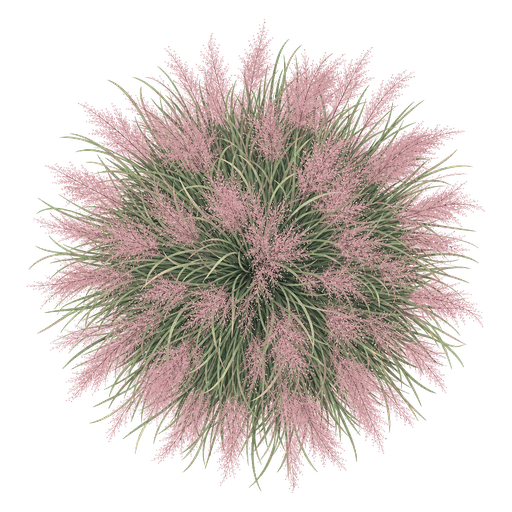 Illustration of Pink Muhly Grass