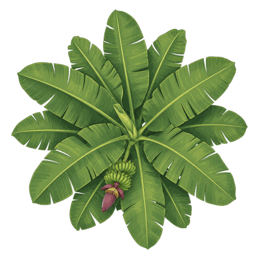 Illustration of Banana