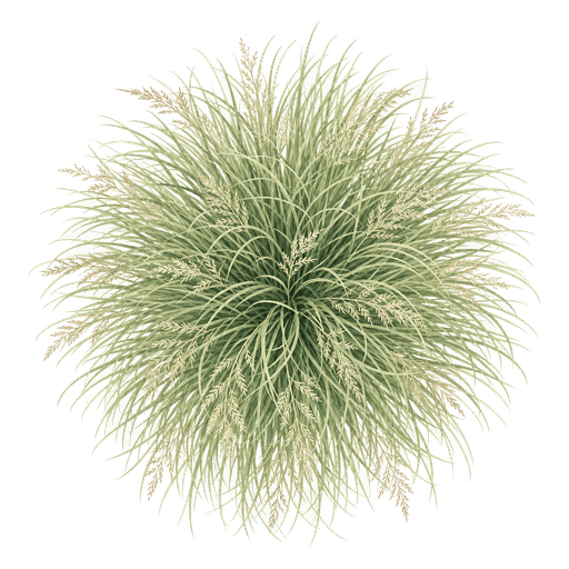 Illustration of Mexican Feather Grass