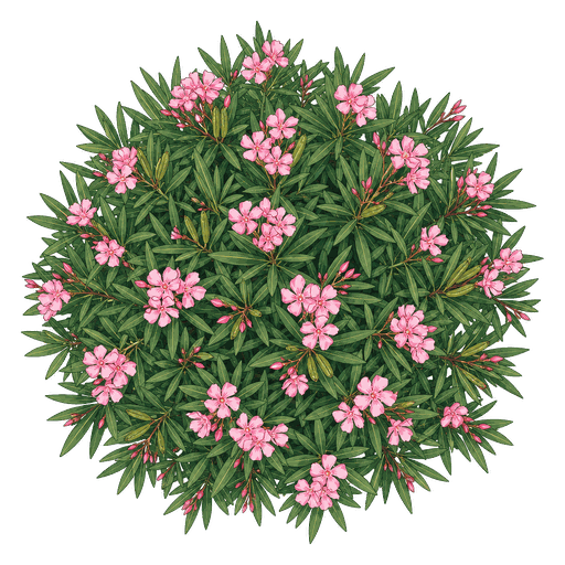 Illustration of Oleander