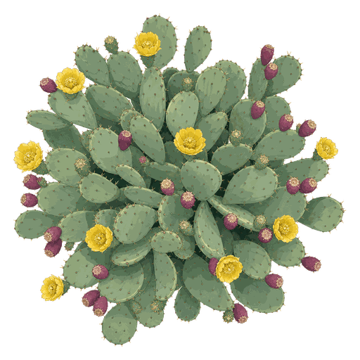 Illustration of Prickly Pear Cactus