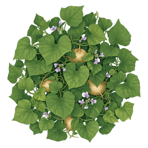 Illustration of Jicama