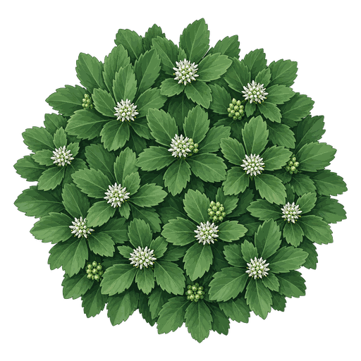Illustration of Pachysandra