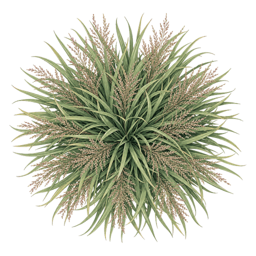 Illustration of Switchgrass