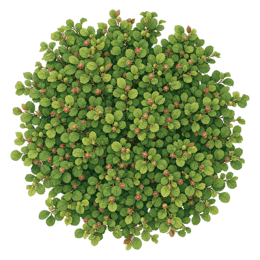 Illustration of Persian Ironwood